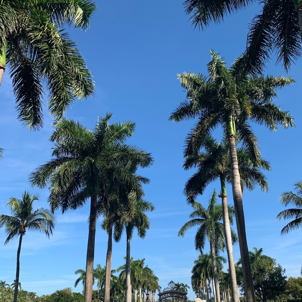 LIZ OLUSESAN MIAMI PALM TREES